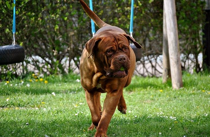 TMC©-Min grimme hund <3<3<3 billede 10