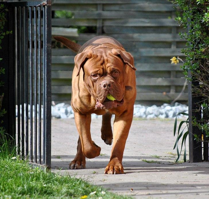 TMC©-Min grimme hund <3<3<3 billede 11