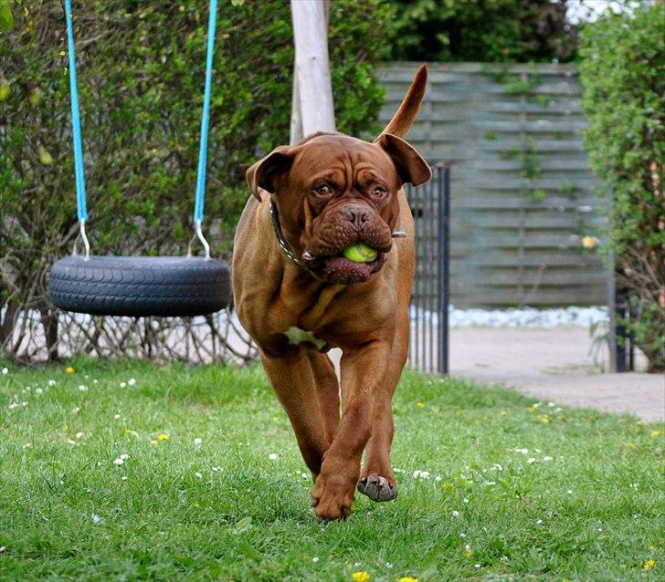 TMC©-Min grimme hund <3<3<3 billede 12