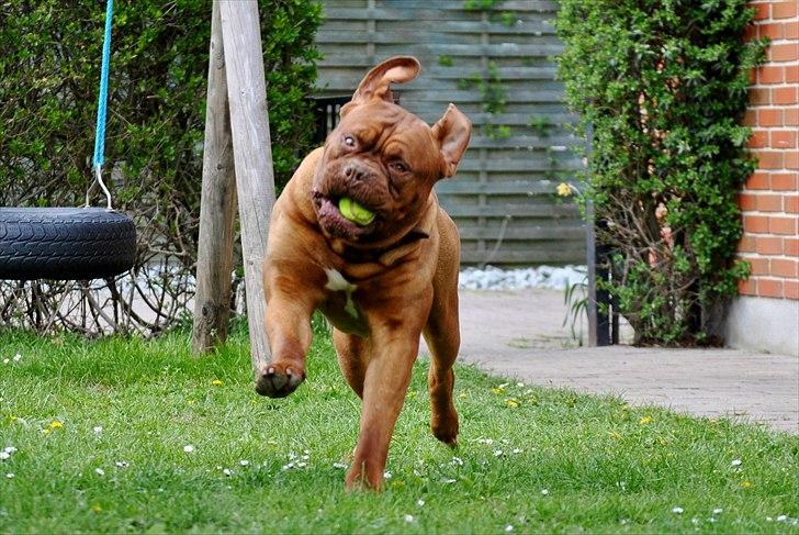 TMC©-Min grimme hund <3<3<3 billede 13