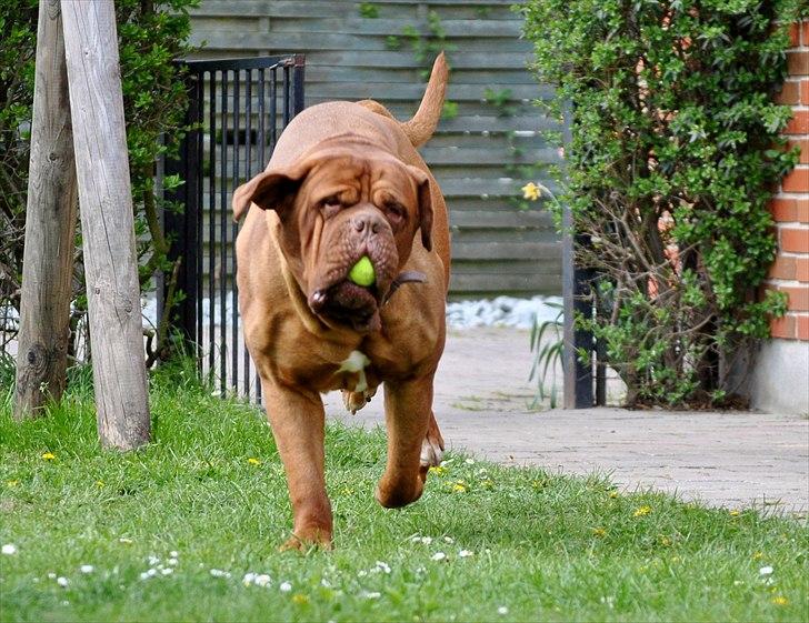 TMC©-Min grimme hund <3<3<3 billede 14