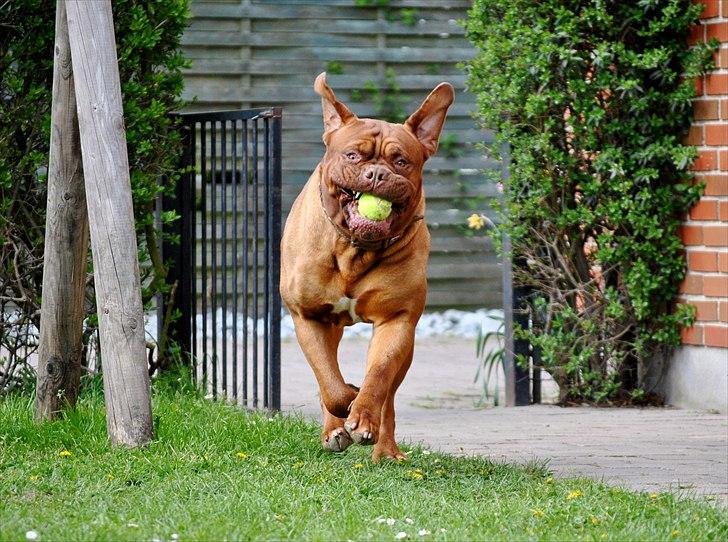 TMC©-Min grimme hund <3<3<3 billede 1