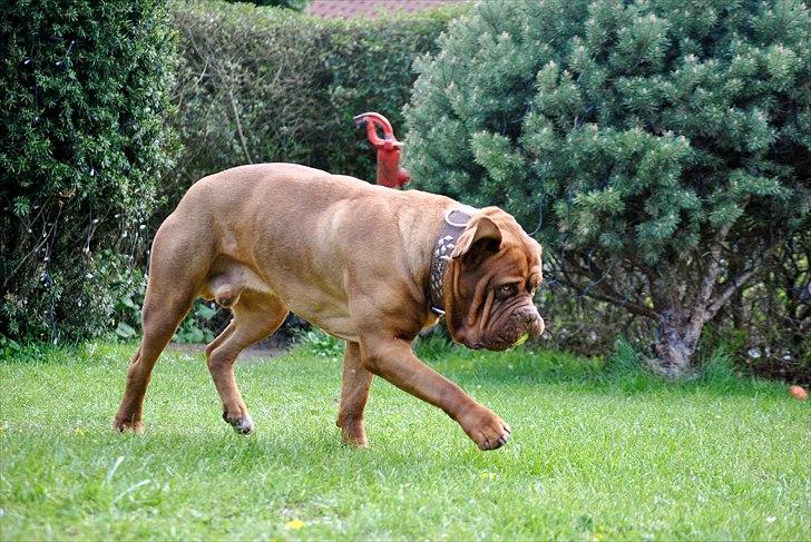 TMC©-Min grimme hund <3<3<3 billede 15