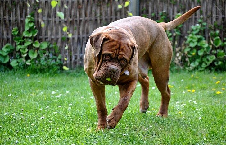 TMC©-Min grimme hund <3<3<3 billede 16