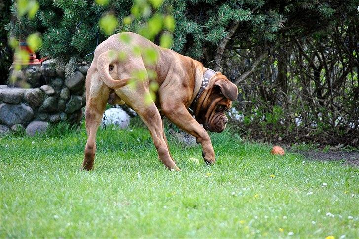 TMC©-Min grimme hund <3<3<3 billede 17