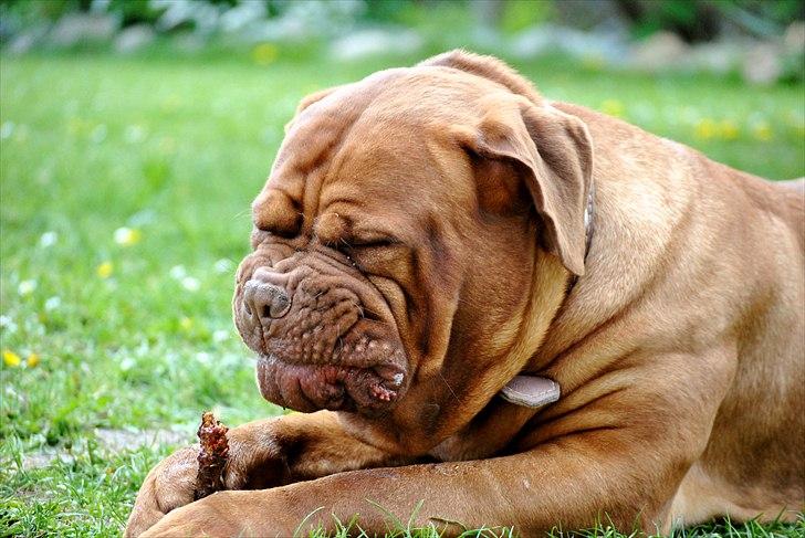 TMC©-Min grimme hund <3<3<3 billede 18