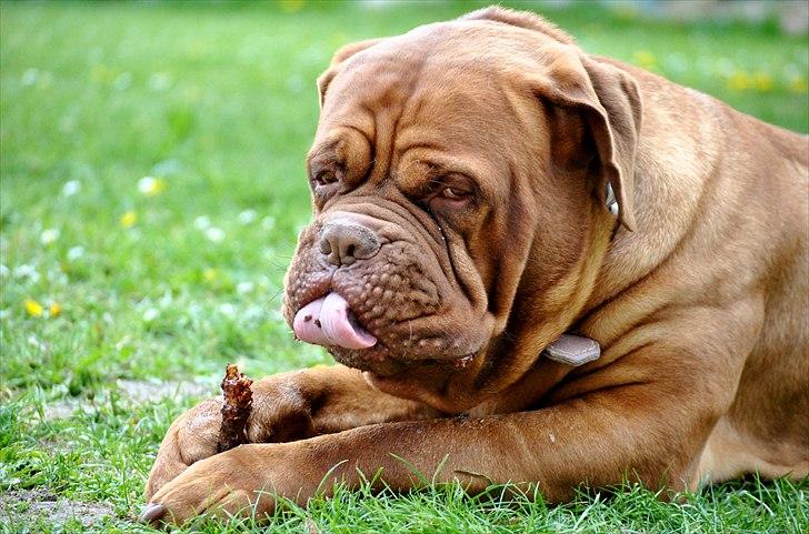 TMC©-Min grimme hund <3<3<3 billede 19