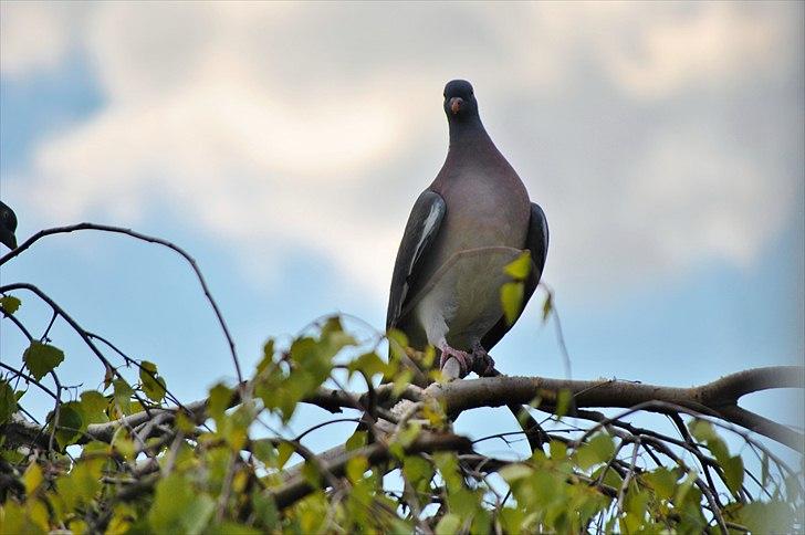 TMC©-Min grimme hund <3<3<3 billede 20