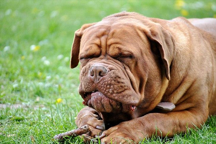 TMC©-Min grimme hund <3<3<3 billede 21