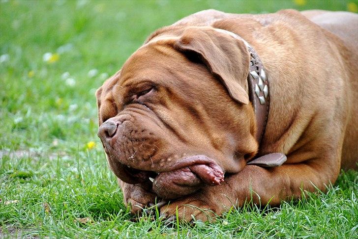 TMC©-Min grimme hund <3<3<3 billede 22