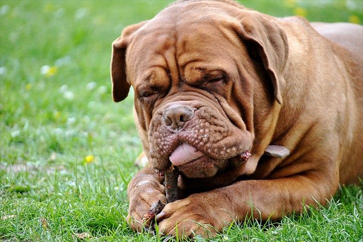 TMC©-Min grimme hund <3<3<3 billede 23