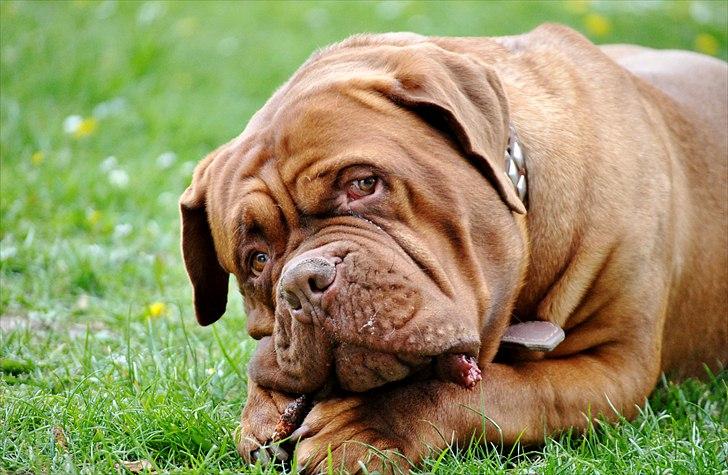 TMC©-Min grimme hund <3<3<3 billede 24