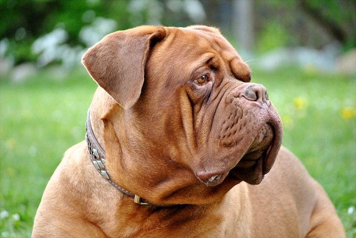 TMC©-Min grimme hund <3<3<3 billede 25