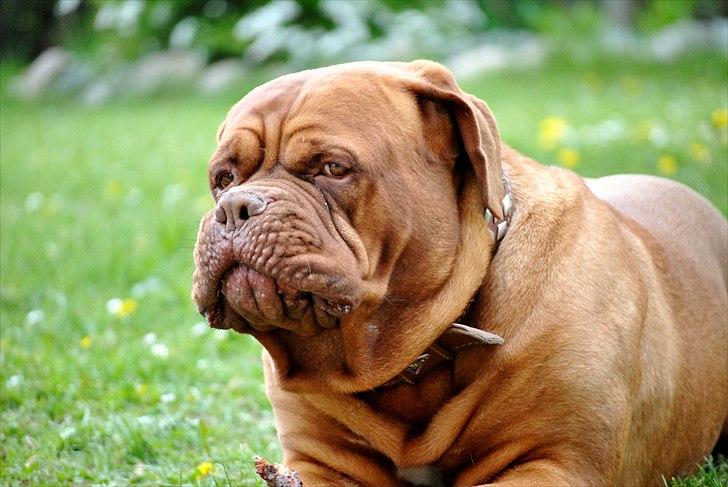 TMC©-Min grimme hund <3<3<3 billede 26