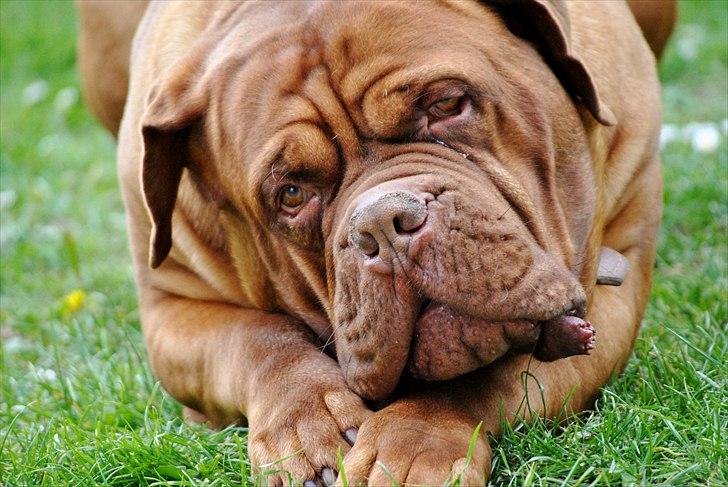 TMC©-Min grimme hund <3<3<3 billede 27