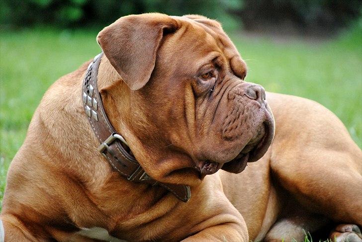 TMC©-Min grimme hund <3<3<3 billede 28