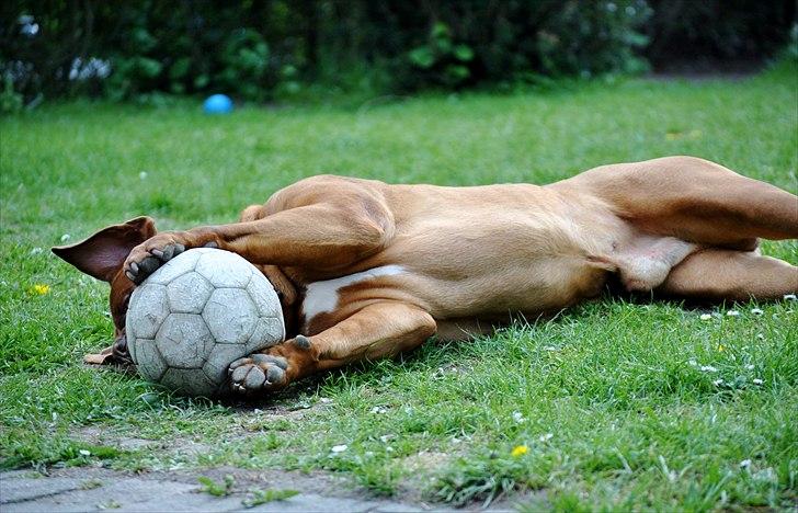 TMC©-Min grimme hund <3<3<3 billede 30