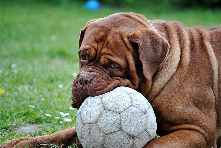 TMC©-Min grimme hund <3<3<3 billede 31