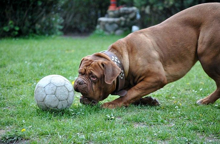 TMC©-Min grimme hund <3<3<3 billede 32