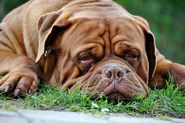 TMC©-Min grimme hund <3<3<3 billede 33