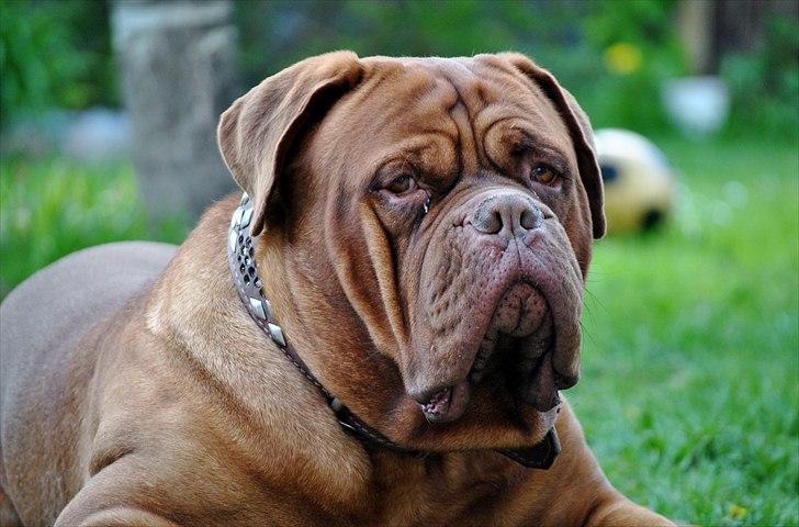 TMC©-Min grimme hund <3<3<3 billede 34