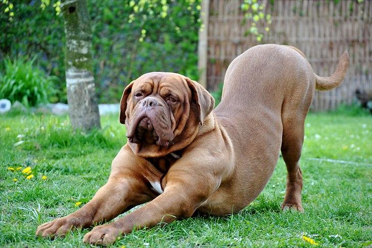 TMC©-Min grimme hund <3<3<3 billede 35