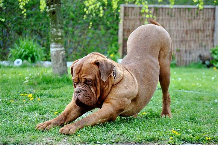 TMC©-Min grimme hund <3<3<3 billede 36