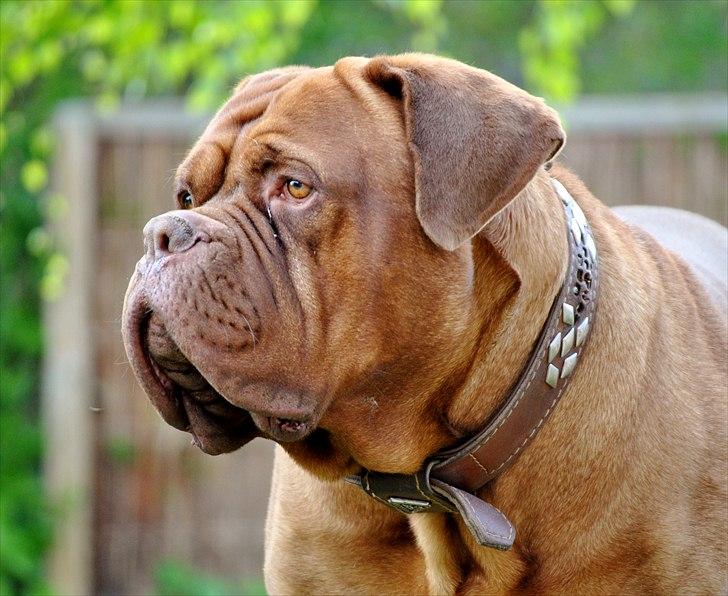 TMC©-Min grimme hund <3<3<3 billede 37