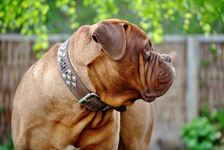 TMC©-Min grimme hund <3<3<3 billede 38