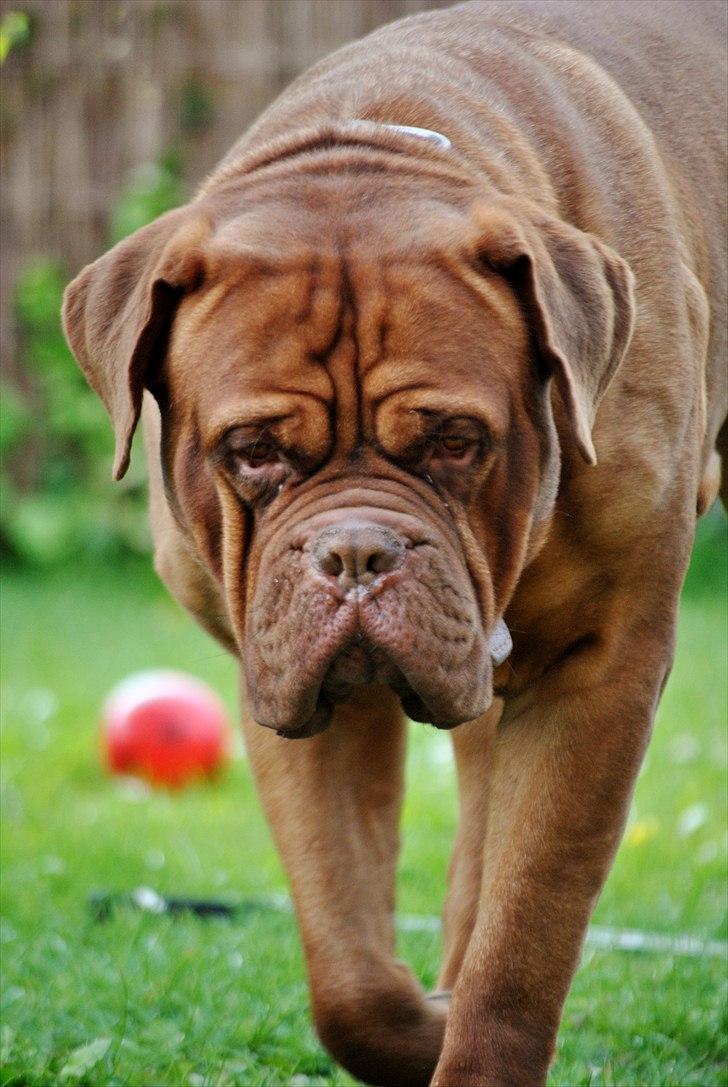 TMC©-Min grimme hund <3<3<3 billede 39