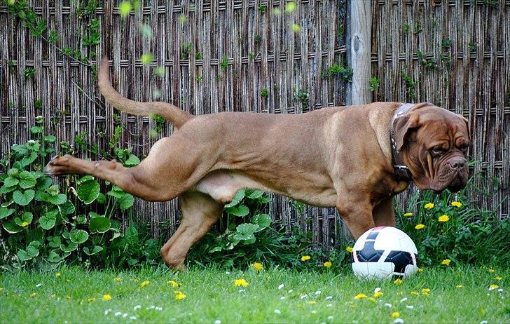 TMC©-Min grimme hund <3<3<3 billede 40