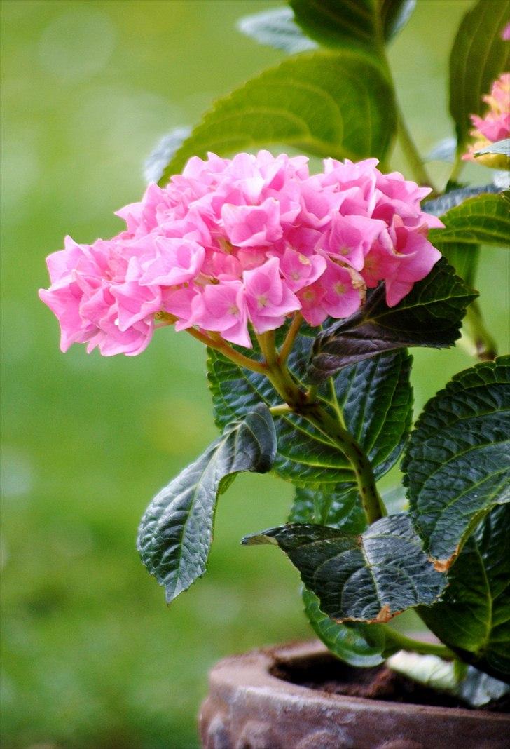 TMC©-Min grimme hund <3<3<3 billede 41