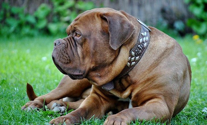 TMC©-Min grimme hund <3<3<3 billede 42