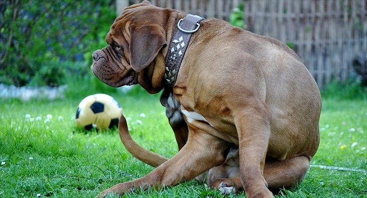 TMC©-Min grimme hund <3<3<3 billede 43