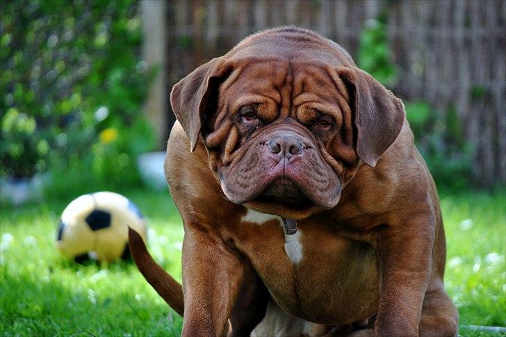 TMC©-Min grimme hund <3<3<3 billede 44