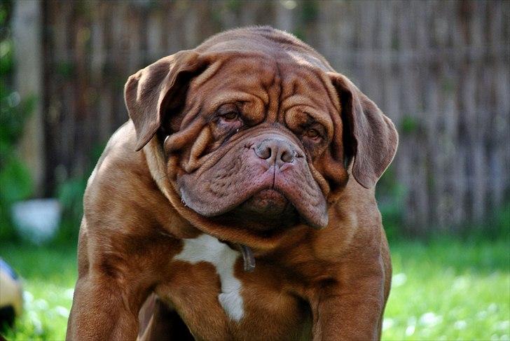 TMC©-Min grimme hund <3<3<3 billede 45