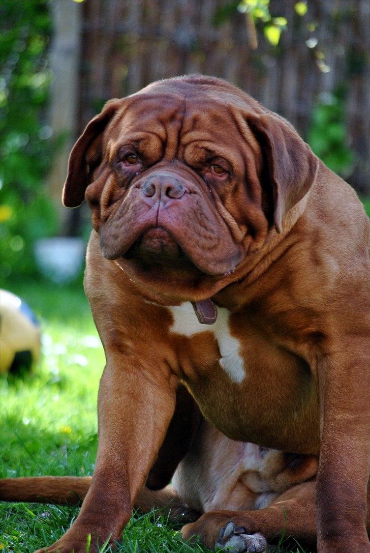 TMC©-Min grimme hund <3<3<3 billede 46