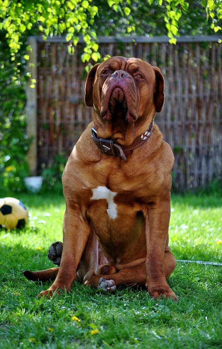 TMC©-Min grimme hund <3<3<3 billede 47