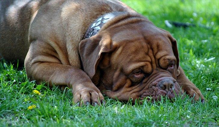 TMC©-Min grimme hund <3<3<3 billede 48