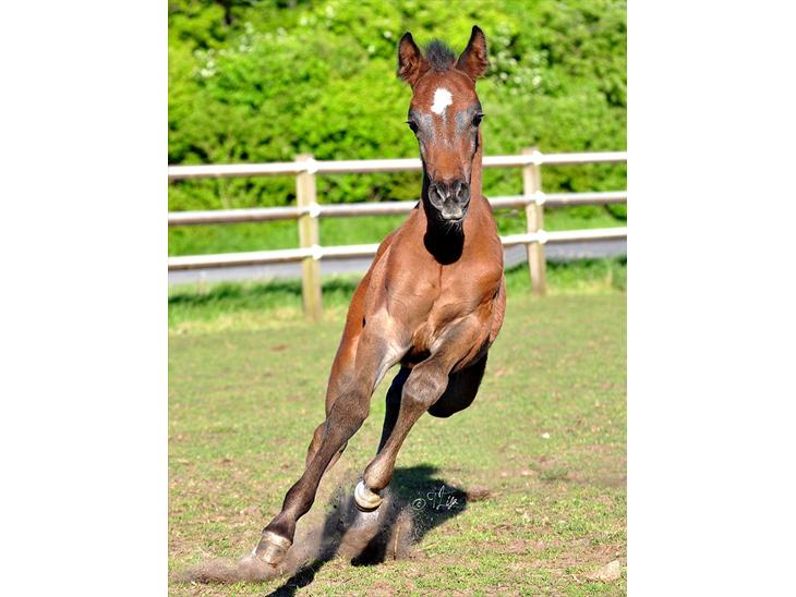 {{currentPhoto.altText}} billede {{currentPhoto.number}}