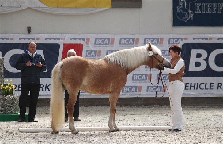 Haflinger (DTH) kåring 2011 - Kat. nr. 97 Sylgia, 7 års hoppe, 74 p.
 billede 61