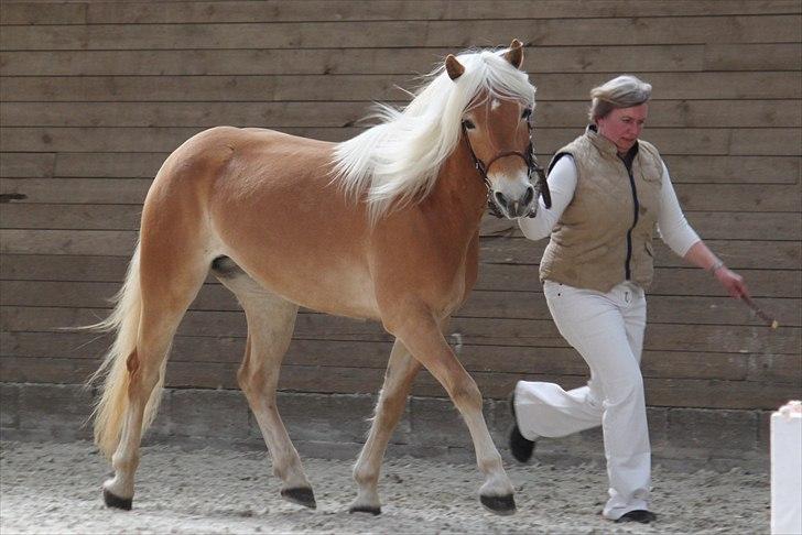 Haflinger (DTH) kåring 2011 - Kat. nr. 95 Fibi, 4 års hoppe, 75 p. billede 62