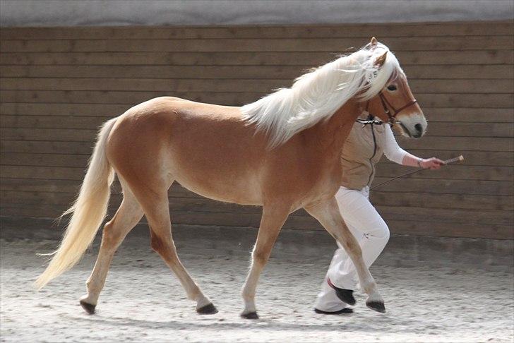 Haflinger (DTH) kåring 2011 - Kat. nr. 95 Fibi, 4 års hoppe, 75 p. billede 63