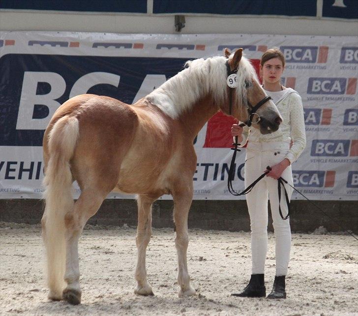 Haflinger (DTH) kåring 2011 - Kat. nr. 96 Adora, 4 års hoppe, 69 p.
 billede 64