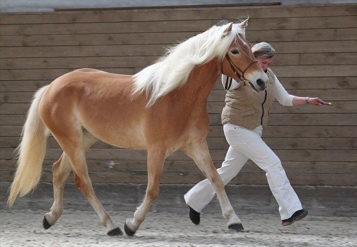 Haflinger (DTH) kåring 2011 - Kat. nr. 95 Fibi, 4 års hoppe, 75 p. billede 65