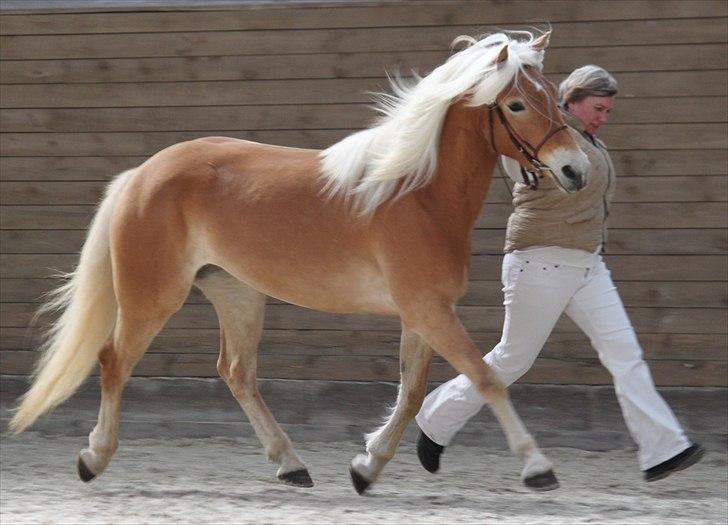 Haflinger (DTH) kåring 2011 - Kat. nr. 95 Fibi, 4 års hoppe, 75 p. billede 66