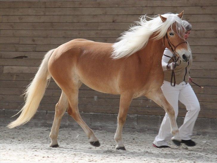 Haflinger (DTH) kåring 2011 - Kat. nr. 95 Fibi, 4 års hoppe, 75 p. billede 67