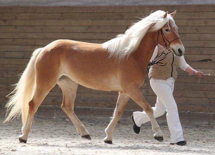 Haflinger (DTH) kåring 2011 - Kat. nr. 95 Fibi, 4 års hoppe, 75 p. billede 68