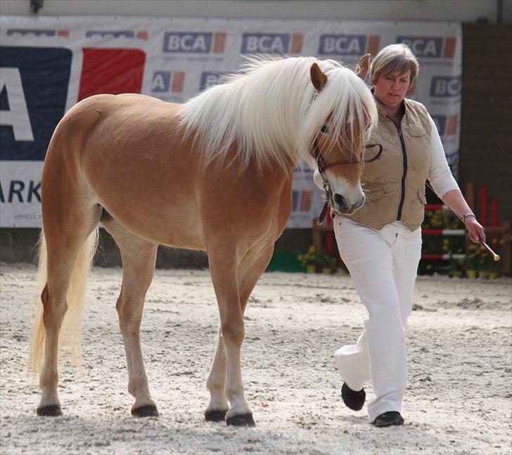 Haflinger (DTH) kåring 2011 - Kat. nr. 95 Fibi, 4 års hoppe, 75 p. billede 69