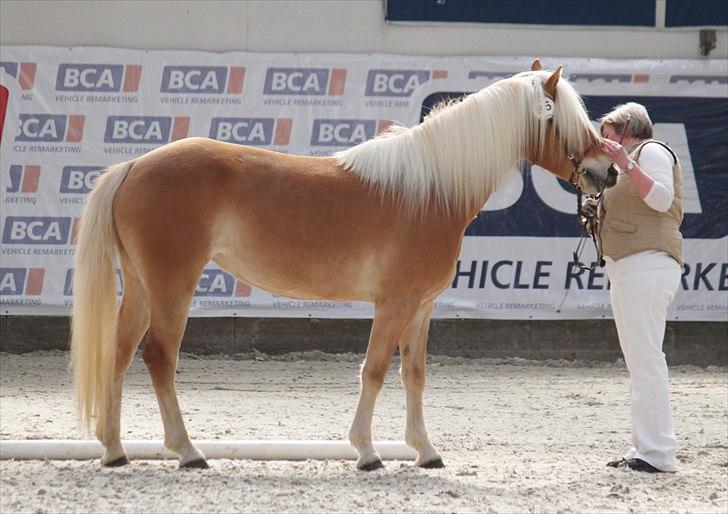 Haflinger (DTH) kåring 2011 - Kat. nr. 95 Fibi, 4 års hoppe, 75 p. billede 70